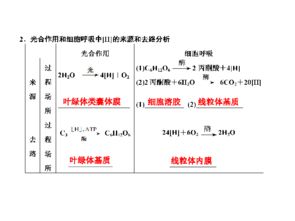 光合作用與細胞呼吸 2012屆高考生物一輪復(fù)習(xí)第11講