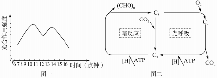 生態系統碳循環的關鍵過程與光合作用