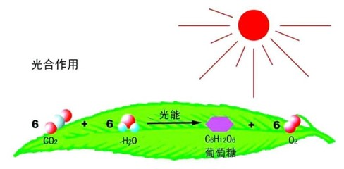 據說最美寢室里，都少不了它——光合作用