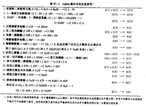 光合作用與水 深入解析水在光合作用中的產(chǎn)生階段