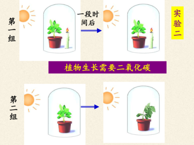 探索光合作用的奧秘 植物如何將陽光轉(zhuǎn)化為能量